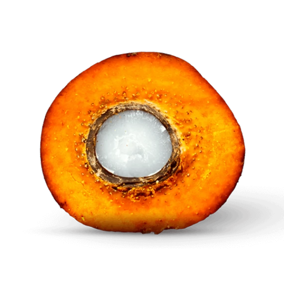 a cross section of palm tree log