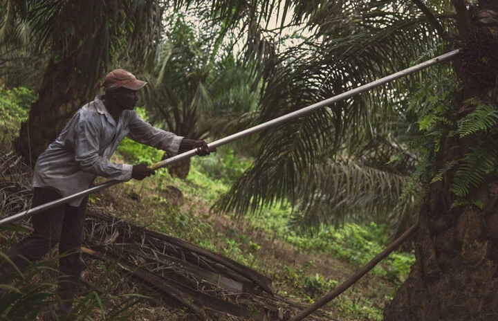 a man farming in a jungle